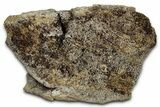 Fossil Ornithischian Dinosaur Bone Section - Montana #355104-1